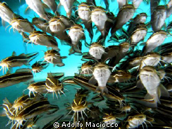 Singing Catfish by Adolfo Maciocco 